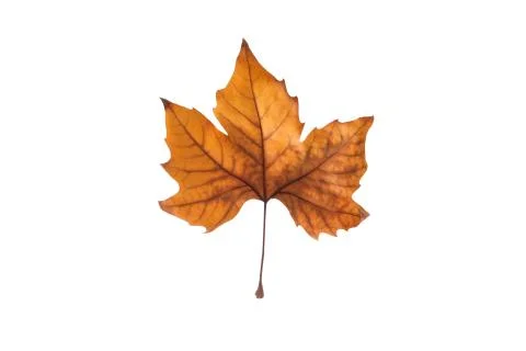 Autumn maple leaf isolated on white background Stock Photos
