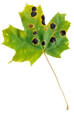 Autumn maple leaf isolated on white background. Stock Photos