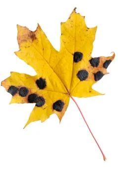 Autumn maple leaf isolated on white background. Stock Photos