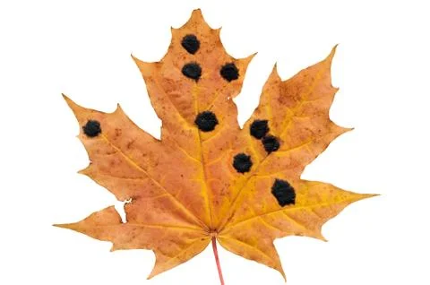 Autumn maple leaf isolated on white background. Stock Photos