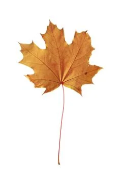 Autumn maple leaf isolated on white background Stock Photos