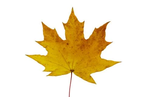 Autumn maple leaf isolated on white background Stock Photos