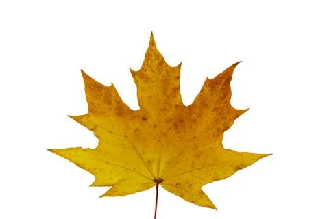 Autumn maple leaf isolated on white background Stock Photos