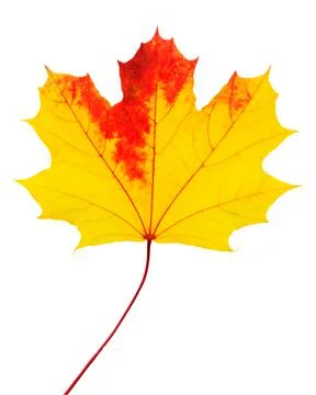 Autumn maple leaf isolated on white. Maple leaves Stock Photos