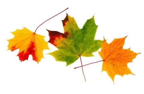 Autumn maple leaf isolated on white. Maple leaves Stock Photos