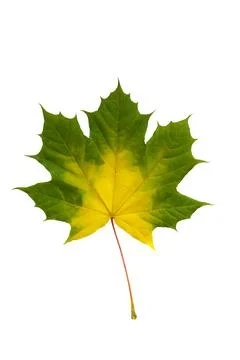Autumn maple leaf isolated on white background Stock Photos