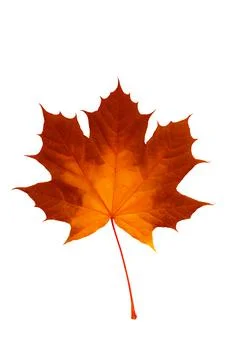 Autumn maple leaf isolated on white background Stock Photos