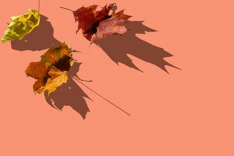 Autumn maple leaf isolated on white background Stock Photos