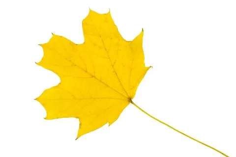 Autumn maple leaf isolated on white background. Fall season foliage. Foto stock
