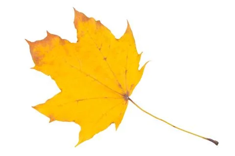 Autumn maple leaf isolated on white background. Fall season foliage. Foto stock