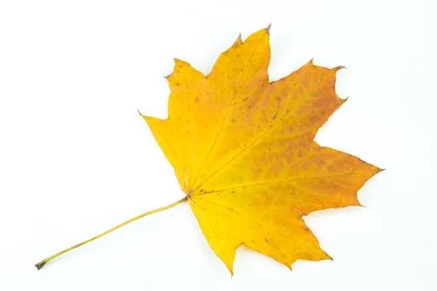 Autumn maple leaf isolated on white background. Fall season foliage. Stock Photos