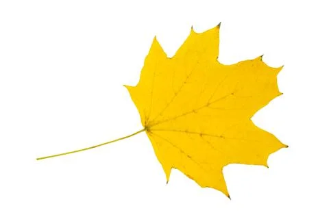 Autumn maple leaf isolated on white background. Fall season foliage. Stock Photos