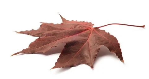 Autumn maple leaf isolated on white background with shadows, clipping path  f Stock Photos