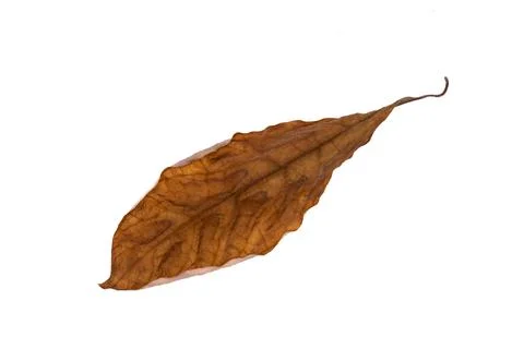 Autumn maple leaf isolated on white background. Single brown fall foliage with Stock-Fotos