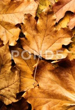 Autumn maple leaf on leaves background Stock Photos