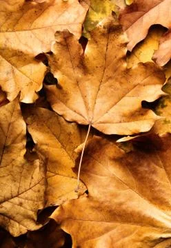 Autumn maple leaf on leaves background Stock Photos