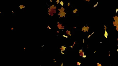 Autumn maple Leaf leaves falling.  Animation. Romantic, season september. Stock Footage 233150696