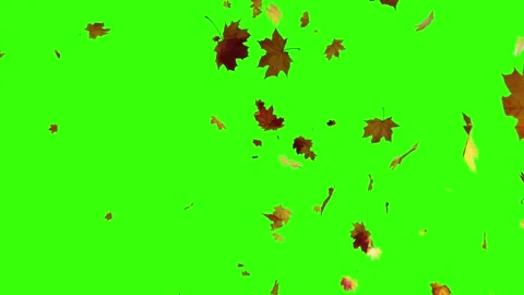 Autumn maple Leaf leaves falling.  Animation. Romantic, season september. Stock Footage 233150701