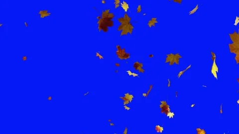 Autumn maple Leaf leaves falling.  Animation. Romantic, season september. Stock Footage 233150702