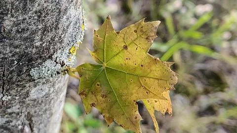 Autumn maple leaf with lichen on tree bark in soft focus background 写真素材