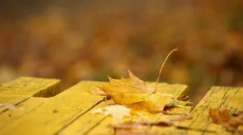 Autumn maple leaf lying on the bench Stock Footage 8847758