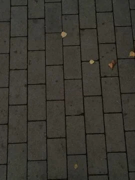 Autumn maple leaf lying on sidewalk Stock Photos