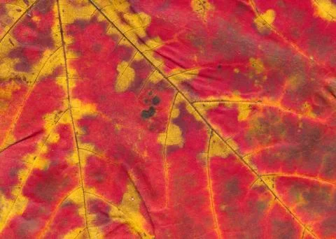 Autumn maple  leaf macro background Stock Photos