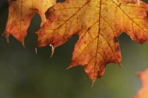 Autumn maple leaf macro Stock Photos