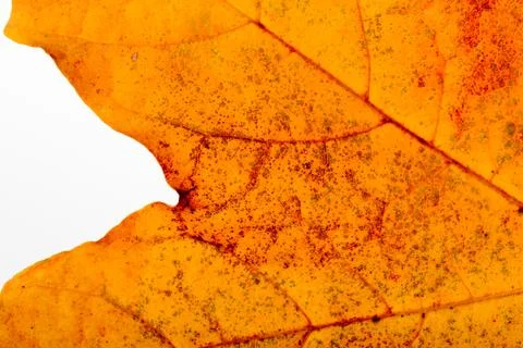Autumn maple leaf macro Stockfoto's