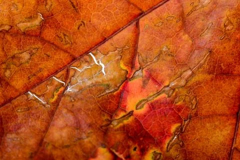 Autumn maple leaf macro Stock Photos