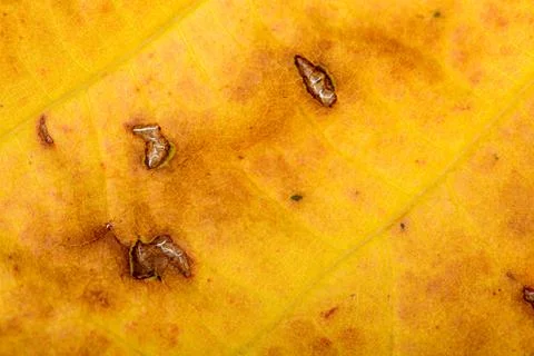 Autumn maple leaf macro 写真素材