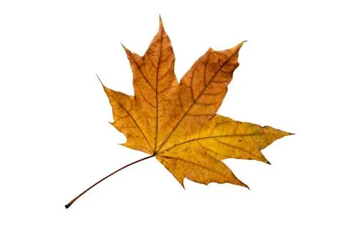 Autumn Maple Leaf Maple tree leaf with autumn colors, isolated on white ba... Stock Photos