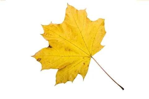 Autumn Maple Leaf Maple tree leaf with autumn colors, isolated on white ba... Stock Photos