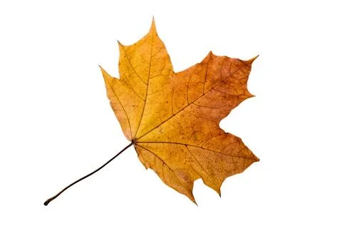 Autumn Maple Leaf Maple tree leaf with autumn colors, isolated on white ba... Stock Photos
