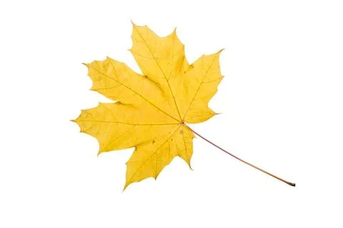 Autumn Maple Leaf Maple tree leaf with autumn colors, isolated on white ba... Stock Photos