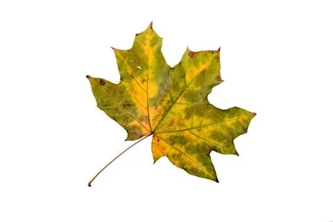 Autumn Maple Leaf Maple tree leaf with autumn colors, isolated on white ba... Stock Photos