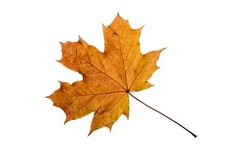 Autumn Maple Leaf Maple tree leaf with autumn colors, isolated on white ba... Stock Photos