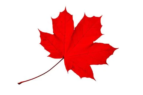 Autumn Maple Leaf Maple tree leaf with autumn colors, isolated on white ba... Stock Photos
