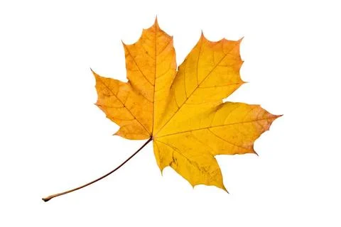 Autumn Maple Leaf Maple tree leaf with autumn colors, isolated on white ba... Stock Photos
