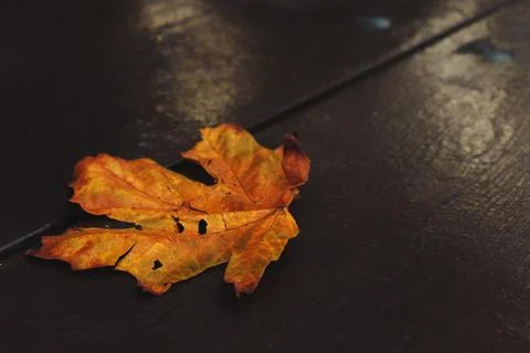 Autumn Maple Leaf over Black wooden table background with copy space Stock Photos