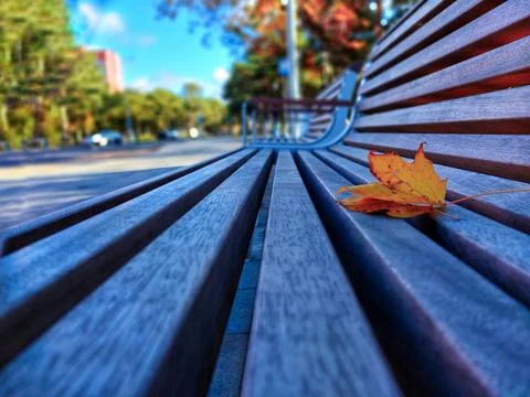 Autumn Maple Leaf on a Park Bench Stock Photos
