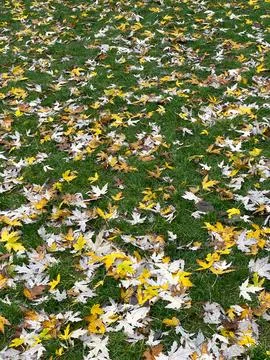 Autumn Maple Leaf Pattern on Green Grass Stock Photos