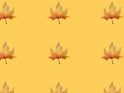 Autumn maple leaf pattern on yellow background. Autumnal card with fallen leaves 库存插图