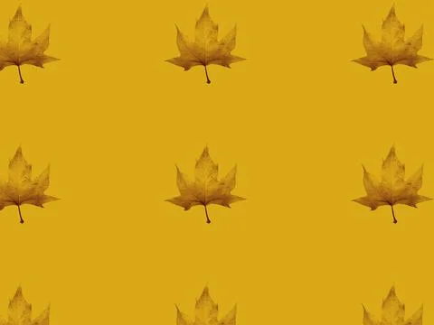 Autumn maple leaf pattern on yellow background. Autumnal card with fallen leaves Stockillustratie