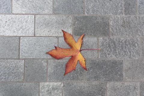 Autumn maple leaf on a pavement Stock Photos