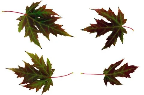 Autumn maple leaf Foto stock