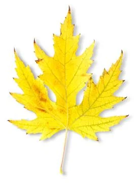 Autumn maple leaf Foto stock