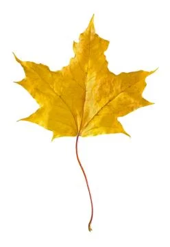 Autumn maple leaf Foto stock