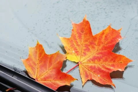 Autumn maple leaf Stock Photos