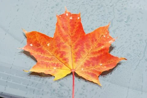 Autumn maple leaf Stock Photos